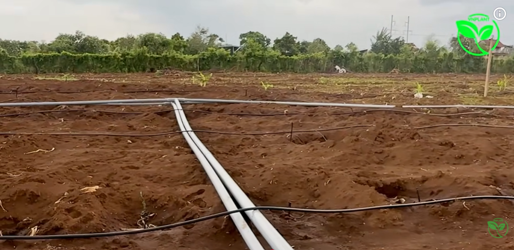 Thiết kế chia khu cho hệ thống tưới cà phê 1 ha